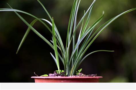 蘭花材料|新手如何種植蘭花？從配製植料開始，一小時就能學會。